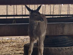 -青藏高原野生动物园
