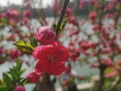 -西湖公园(鼓楼区)