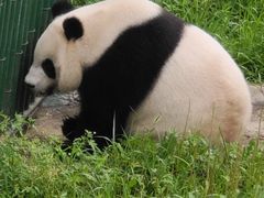 -沈阳森林动物园