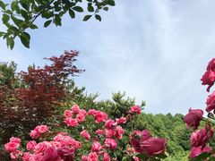 -都江堰玫瑰花溪谷