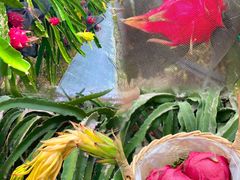 -尚果生态采摘园