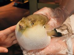 -肆月河豚·淮扬菜·湘菜(华天店)