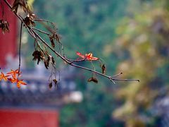 -大觉寺-停车场