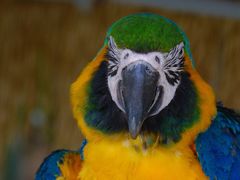 -西霞口神雕山野生动物世界