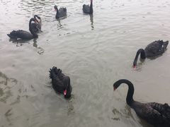 -溱湖国家湿地公园