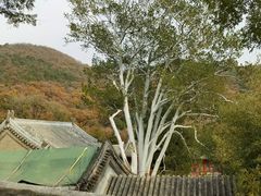 -潭柘寺景区