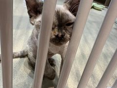 -藏猫猫咖啡主题馆(中央大道店)