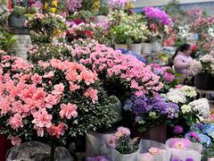 -双季花艺园艺市场(浦东店)