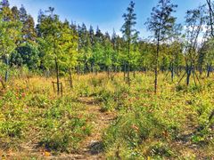 景点-上海长兴岛郊野公园