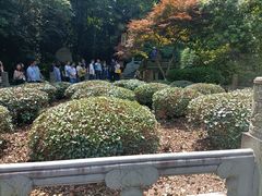 -十八棵（老龙井）御茶园(老龙井店)