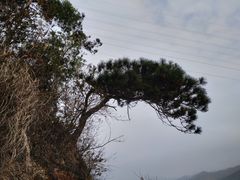 -羚羊峡古栈道森林公园