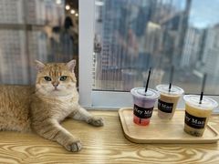 -Heymao猫咖.咖啡厅(东门店)