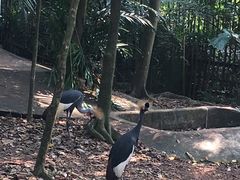 -新加坡飞禽公园
