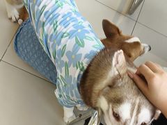 -怪兽屋·羊驼·猫咖·狗咖(俊华广场店)