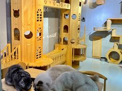 -豆逗聊愈猫阁Easy Life
