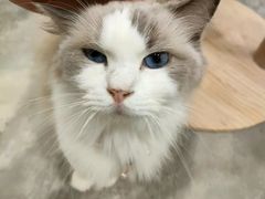 -楼上猫咖(罗湖店)