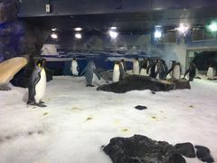-凯莉-塔尔敦海洋生物水族馆