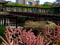 -莲花池公园