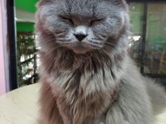 -李小姐の猫咖啡馆(五角场店)