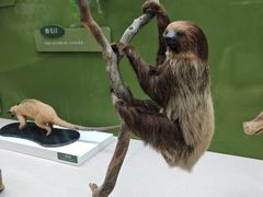 -国家自然博物馆