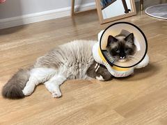 -关爱动物医院·心脏·中兽医·异宠(金牛路分院)