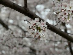 -上海辰山植物园