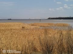 -上海吴淞炮台湾国家湿地公园