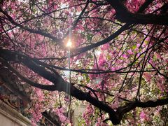 -深圳国际园林花卉博览园