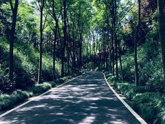 -宜兴龙背山森林公园