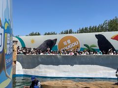 -秦皇岛乐岛海洋王国