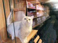 -猫十亿·布偶金渐层·曼基康矮脚猫舍(青年路店)