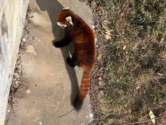 -合肥野生动物园