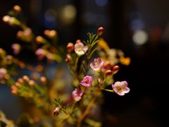 -阿妮叶李(光谷世界城店)