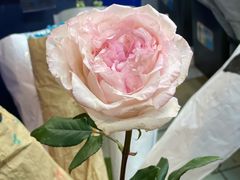 -双季花艺园艺市场(浦东店)