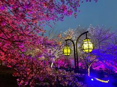 -东湖磨山景区樱花园-停车场