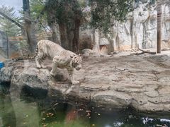 -灵玲国际马戏城