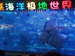 -蓬莱欧乐堡海洋极地世界