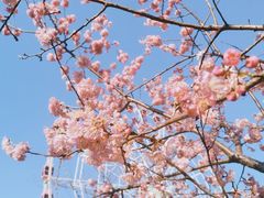 -顾村公园