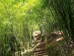 -川西竹海景区