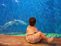 -华夏文旅海洋公园