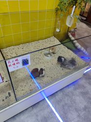 -神奇动物撸宠馆·羊驼·小浣熊·异宠(豫园店)