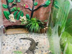 -上海大自然野生昆虫馆(东方明珠·爬宠昆虫探索中心)