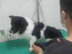 -乐宠动物医院