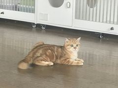 -东方名猫馆·英短金渐层布偶猫舍(环线广场1号楼店)