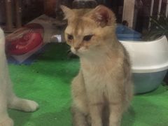 -东方名猫馆·英短金渐层布偶猫舍(环线广场1号楼店)