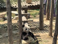 -西霞口神雕山野生动物世界