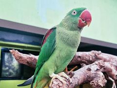 -北京野生动物园