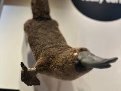 -墨尔本博物馆(Melbourne Museum)