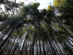 -上海佘山国家森林公园天马山园