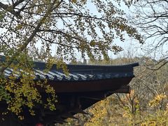 -千年银杏谷文化旅游区